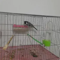 سهره اهوازی