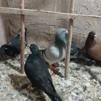 کبوتر|پرنده|نیشابور, مازول|دیوار