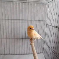 قناری نر موزاییکی|پرنده|لاهیجان, گلستان|دیوار