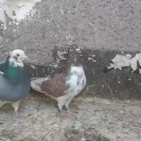 کبوتر پرشی
