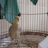 عروس هلندی|پرنده|جم, |دیوار