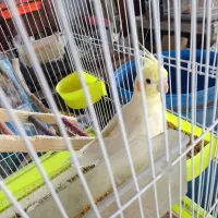 عروس هلندی نر سیامون و ماده آهویی