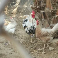 15عدد تخم مرغ برای جوجه کشی موجود دارم|حیوانات مزرعه|لامرد, |دیوار