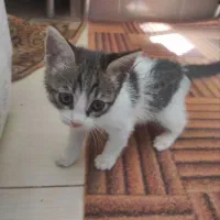 واگذاری بچه گربه