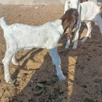 بزغاله نر و ماده|حیوانات مزرعه|سبزوار, قصبه شرقی|دیوار