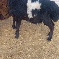 بره قوچی همو درجه یک