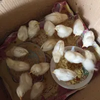 جوجه گوشتی|حیوانات مزرعه|گرمی, |دیوار