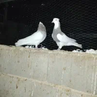 کبوتر|پرنده|لردگان, |دیوار