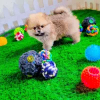 پامرانین عروسکی|سگ|اصفهان, فرهنگیان|دیوار