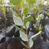 نهال پسته ناهال پسته