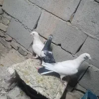 کبوتر پرشی المانی|پرنده|سبزوار, شهرک صنعتی خاوران|دیوار