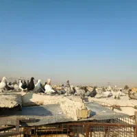 دسته کفتر چاشنی سرور|پرنده|شیراز, دروازه اصفهان|دیوار