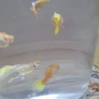 ماهی گوپی و لجن خوار وپمپ هوا