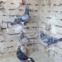 آلمانی ذات دار