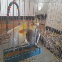 عروس هلندی معاوضه با جوجه عروس