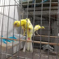 قناری جیور..فنچ جاوا