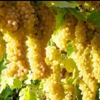 انگور درجه یک صادراتی آبدار عجب شیر