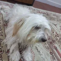 شیتزوتریر|سگ|شاندیز, |دیوار