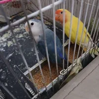 کوتوله جفت و تک بالغ