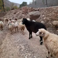 قوچ چهاردندو