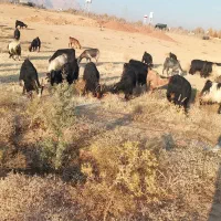 بز کهره دار جوان|حیوانات مزرعه|صدرا-فارس, فاز ۱|دیوار