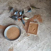 فروش تعدادی مرغ عشق جوان و بالغ