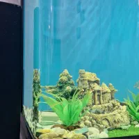 آکواریوم شرکتی|ماهی|اهواز, فولاد|دیوار