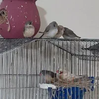 جوجه فنچ ۹ عدد