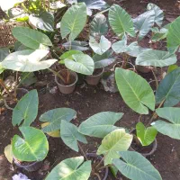 تولید وفروش انواع گلهای آپارتمانی وباغچه. ای|گل و گیاه طبیعی|گتاب, |دیوار