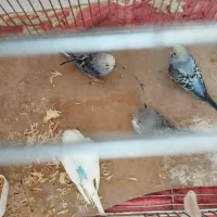 مرغ عشق اهلی|پرنده|ایواوغلی, |دیوار