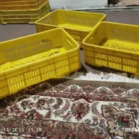 سبد|ظروف نگهدارنده، پلاستیکی، یکبارمصرف|خرمآباد, |دیوار