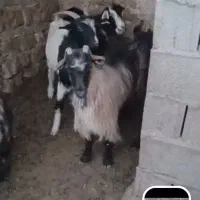 فروش.چهارده  راس بز درجه یک