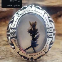 تعدادی انگشتر شجر با قیمت مناسب