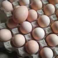 تخمه مرغ نطفه دار لاری