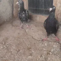 ط‌وقی و نامور|پرنده|لالجین, |دیوار