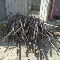 خرید چوب باغی و هرس درختان میوه|خدمات باغبانی و درختکاری|فلاورجان, |دیوار