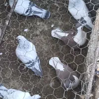 سبز کلاغ نر