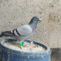 طرح فرش کبوتر|فرش|مشهد, مقصود آباد|دیوار