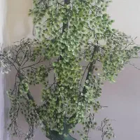 درخچه