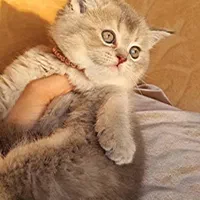 بچه گربه های اصیل و نایس( ایران کتز)|گربه|اصفهان, احمدآباد|دیوار