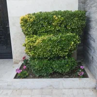 کلیه خدمات باغی وباغچه ای و علف تراشی|خدمات باغبانی و درختکاری|خرم‌آباد (تنکابن), |دیوار