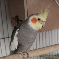 عروس هلندی مولد با جوجه