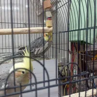 فروش عروس هلندی باقفس|پرنده|قم, نیروگاه|دیوار