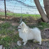 سگ پاکوتاه پامر اشپیتز  نر