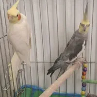 گرینچیک، عروس هلندی، قناری