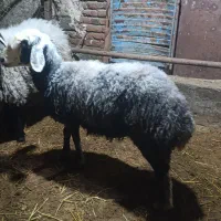 توغلی پرواز بره قربانی فروش فوری قیمت توافقی