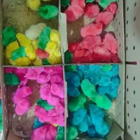 جوجه رنگی عمده است|حیوانات مزرعه|شیروان (لرستان), |دیوار