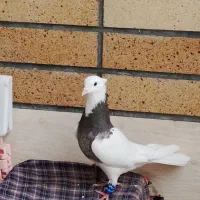 طوقی کرمانشاهی ماده|پرنده|اصفهان, بیدآباد|دیوار