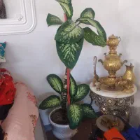 گل دیفین بخیا