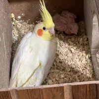 ۴تا عروس هلندی به همراه وسایل|پرنده|تبریز, |دیوار